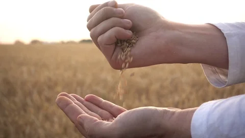 Grain is in the hands of the farmer, slow motion Video stock 111853233