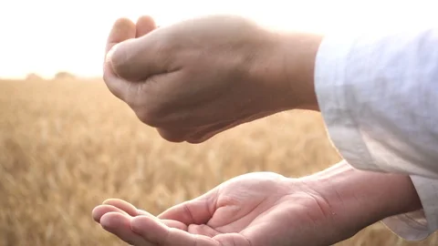 Grain is in the hands of the farmer, slow motion Video stock 111853279