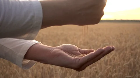 Grain is in the hands of the farmer, slow motion Video stock 111853390