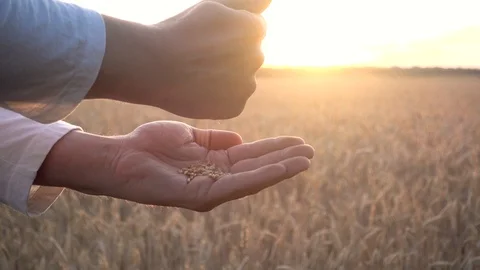 Grain is in the hands of the farmer, slow motion Video stock 111853406
