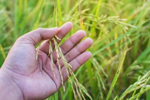 The grain is in the hands of farmers checking the yield. Stock Photos