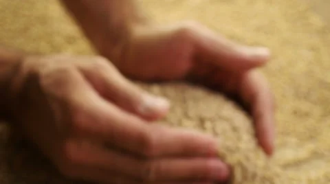 Grain in the hands. Stock Footage 53194611