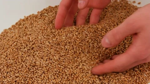 Grain in hands Stock Footage 61821931
