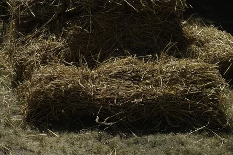 Grain harvest and processing with old equipment Stock Photos