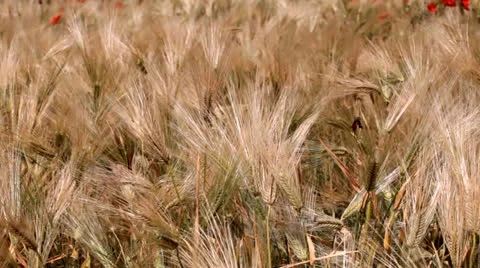 The grain harvest Video stock 26145233