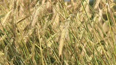 Grain harvest Stock Footage 280300268