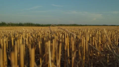 The grain harvest is over. Видео 337894672