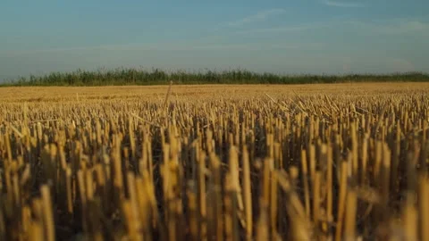 The grain harvest is over. Vídeos de archivo 339674506