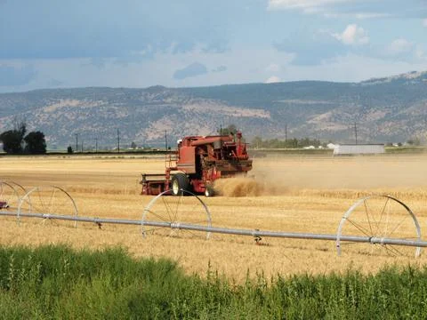 Grain harvest Stock Photos
