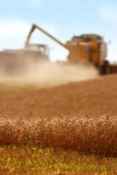 Grain harvest Stock Photos
