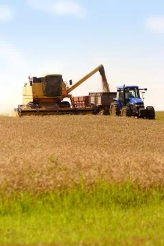 Grain harvest Stock Photos