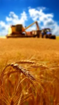 Grain harvest Stock Photos