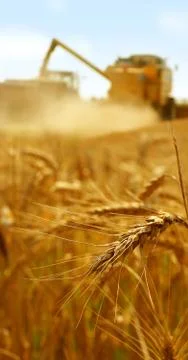 Grain harvest Stock Photos