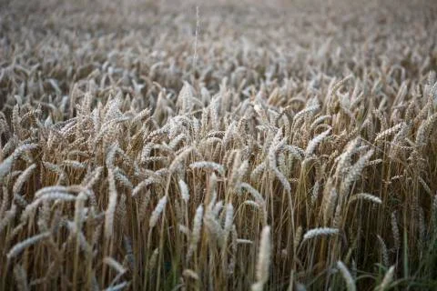 Grain harvest Stock Photos