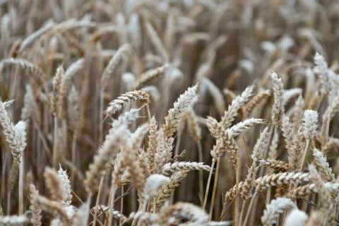 Grain harvest Stock Photos