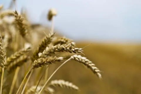 Grain harvest Stock Photos