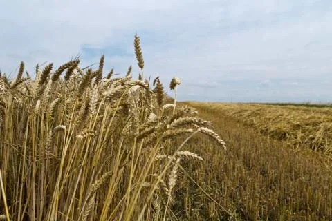 Grain harvest Stock Photos