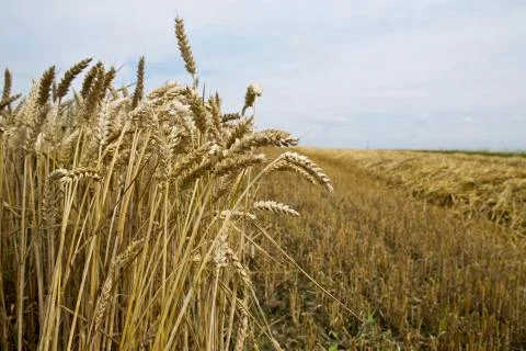 Grain harvest Stock Photos