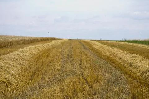 Grain harvest Stock Photos