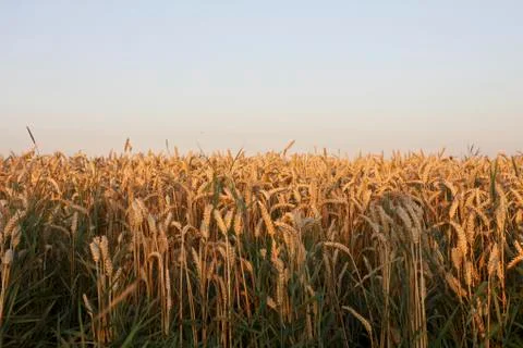 Grain harvest Stock Photos