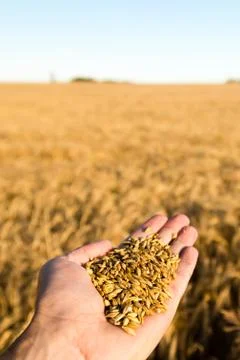 Grain harvest Stock Photos