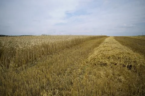 Grain harvest Stock Photos