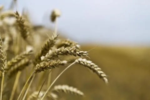 Grain harvest Stock Photos