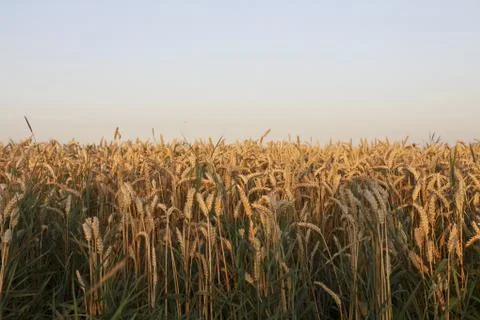 Grain harvest Stock Photos