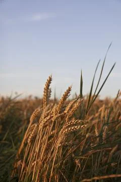 Grain harvest Stock Photos