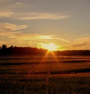 Grain harvest at sunset Stock Photos