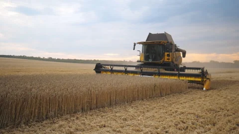 Grain harvester working in field gathering crop of ripe wheat. Combine riding Stock Footage 320408372
