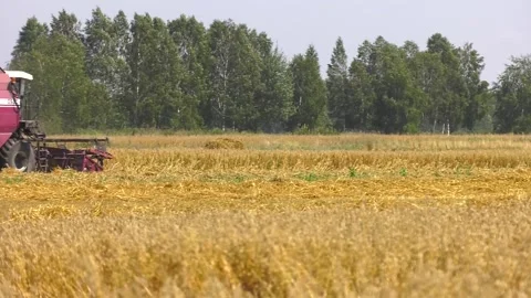 Grain harvesting combine. Video stock 100604624