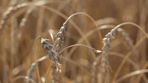 Grain harvesting Stock Footage 71172029