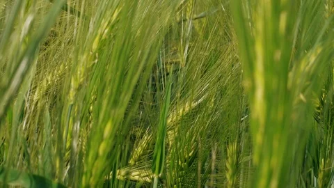 Grain head of growing green rye on farm field at spring day Stock Footage 108940197