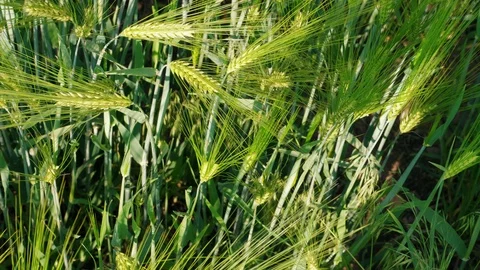Grain head of growing green rye on farm field, top view, day Stock Footage 108967902