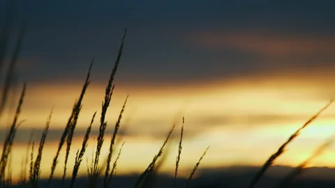 Grain leaves swaying in the wind in front of peaceful and meditative sunset sky Stock Footage 134290040