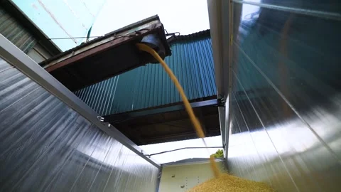 The Grain Loading Process within a Storage Facility is a critical operation in Stock Footage 310557764