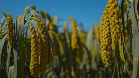 Grain millet in China Video stock 172084751
