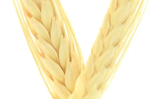 Grain minimum depth of field Stock Photos