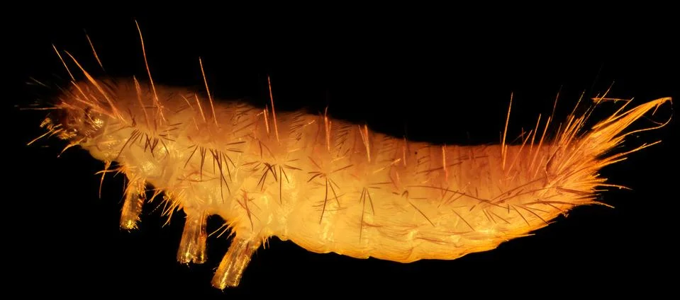 Grain moth caterpillar under the microscope (tineola granella l.) 库存照片