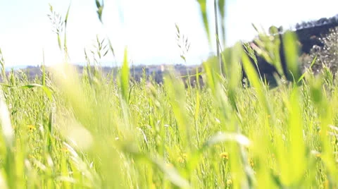 Grain moved by the wind Stock Footage 22592443