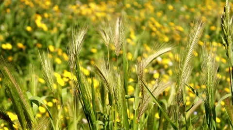 Grain moved by the wind Stock Footage 22592514