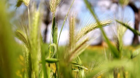 Grain moved by the wind Stock Footage 22592788