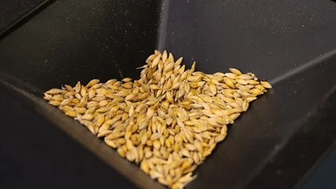 Grain Moving Into Laboratory Analyzer During Quality Testing. 動画素材 345040740