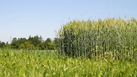 Grain moving with the wind in Austria Video stock 157850300