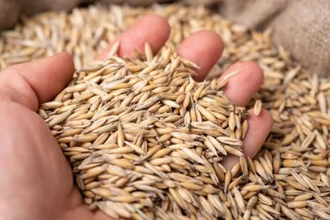 Grain of oat in hands of a farmer Stock Photos