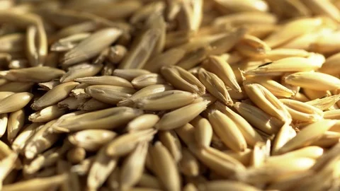 Grain oats. Close up. The movement in a shot. Video stock 89869822