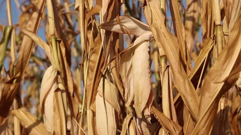 Grain or fodder corn. Ripe fodder corn in a field in autumn Vídeos de archivo 344101984
