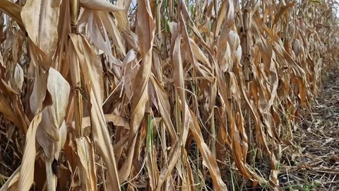 Grain or fodder corn. Ripe fodder corn in a field in autumn Vídeo Stock 344158420