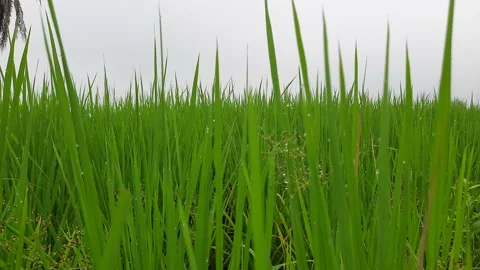 Grain in paddy field concept. Stock Footage 147018400